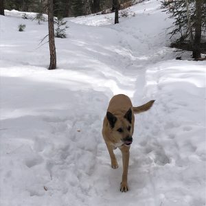 Dog on snow-covered trail